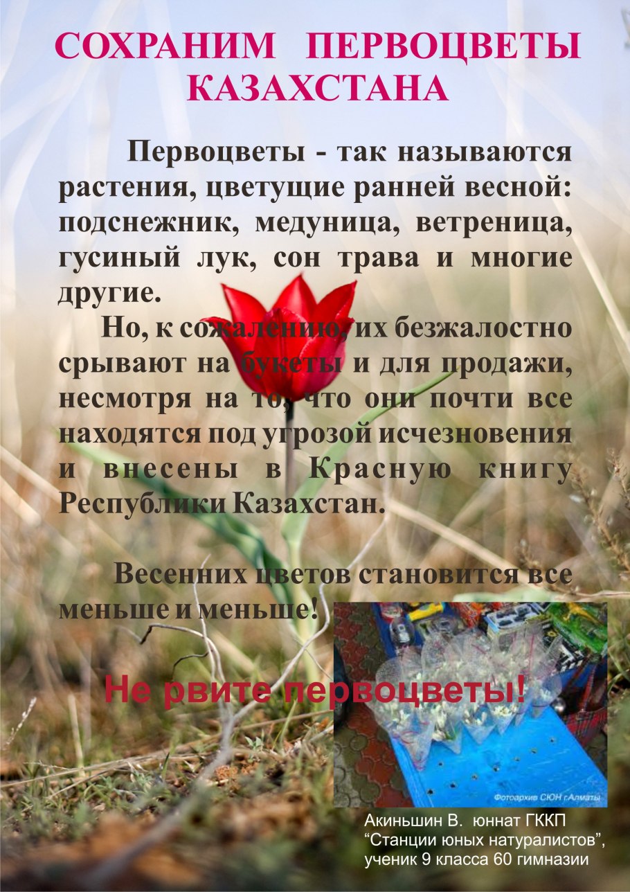 Прострел сон трава красная книга