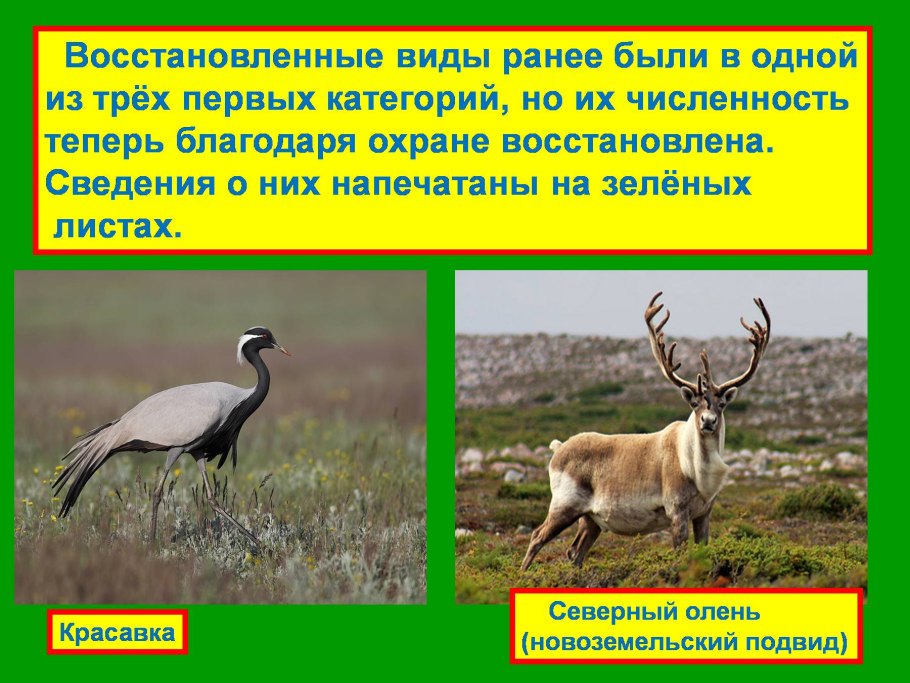 Красная книга Кыргызстана книга