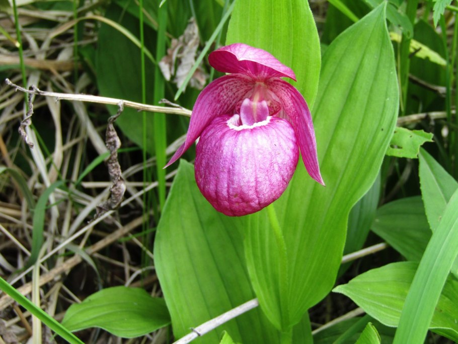 Пион тонколистный