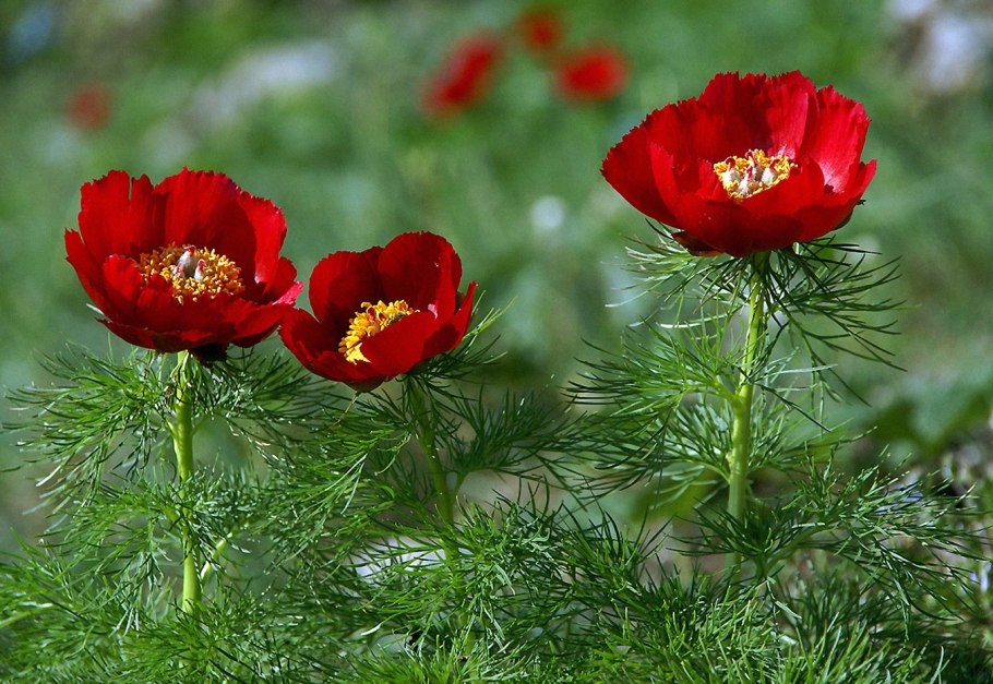 Цветы Крыма занесенные в красную