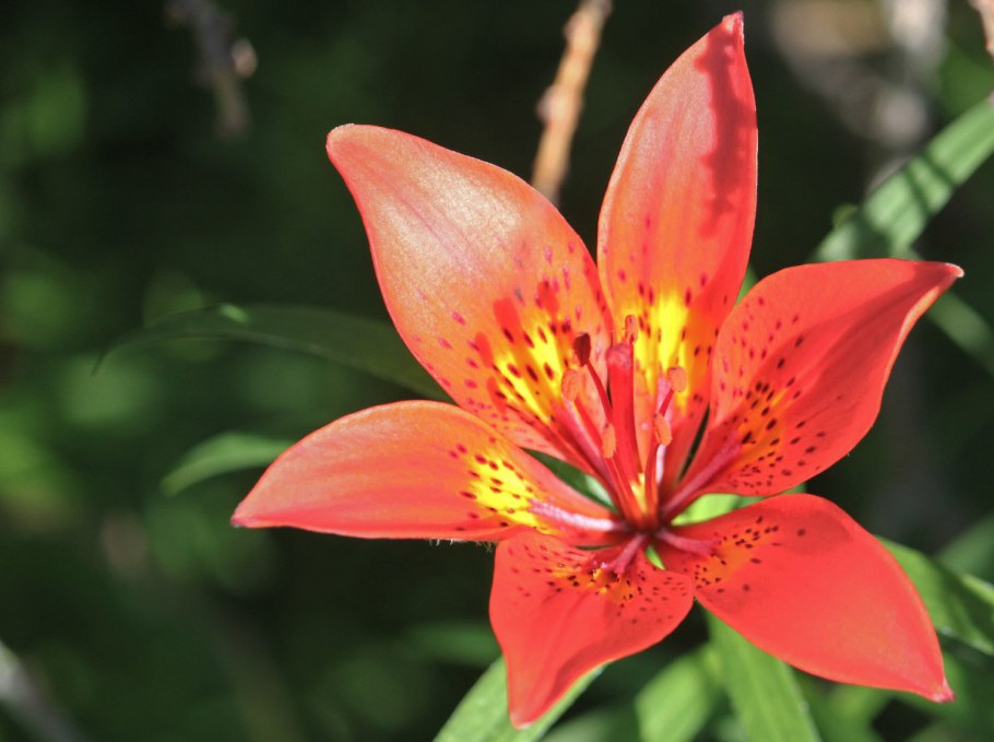 Охраняемые растения степи