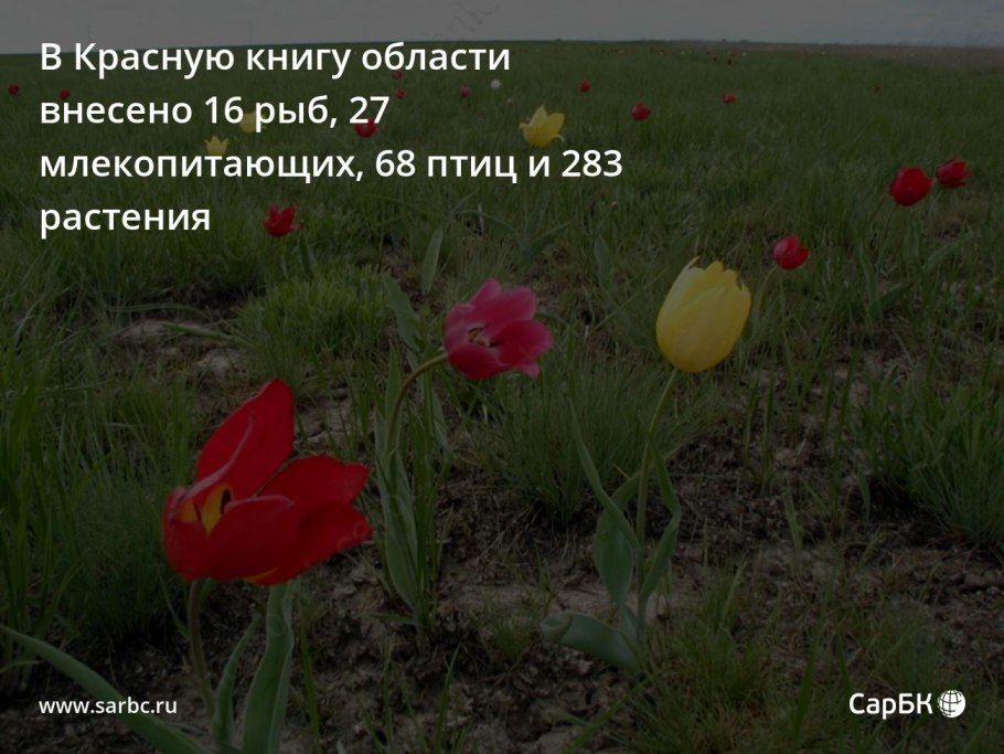 Растение тюльпан Шренка