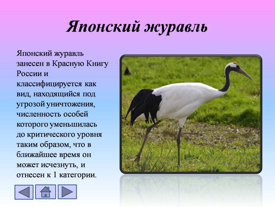 Цветы из красной книги России