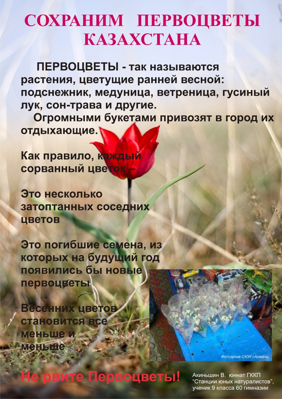 Сибирские подснежники сон трава