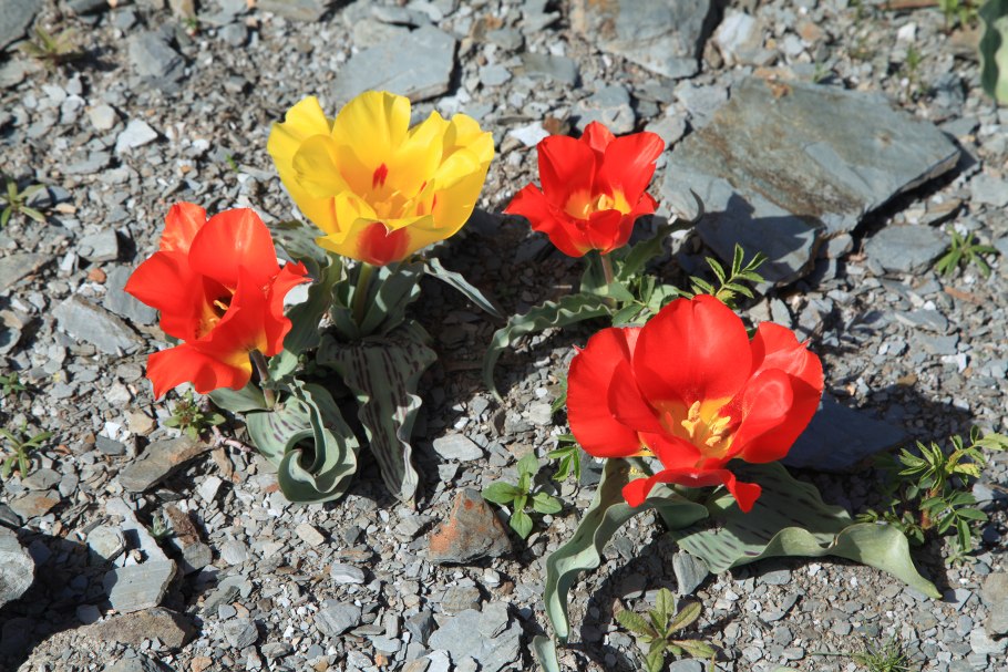 Тюльпан Шренка Калмыкия