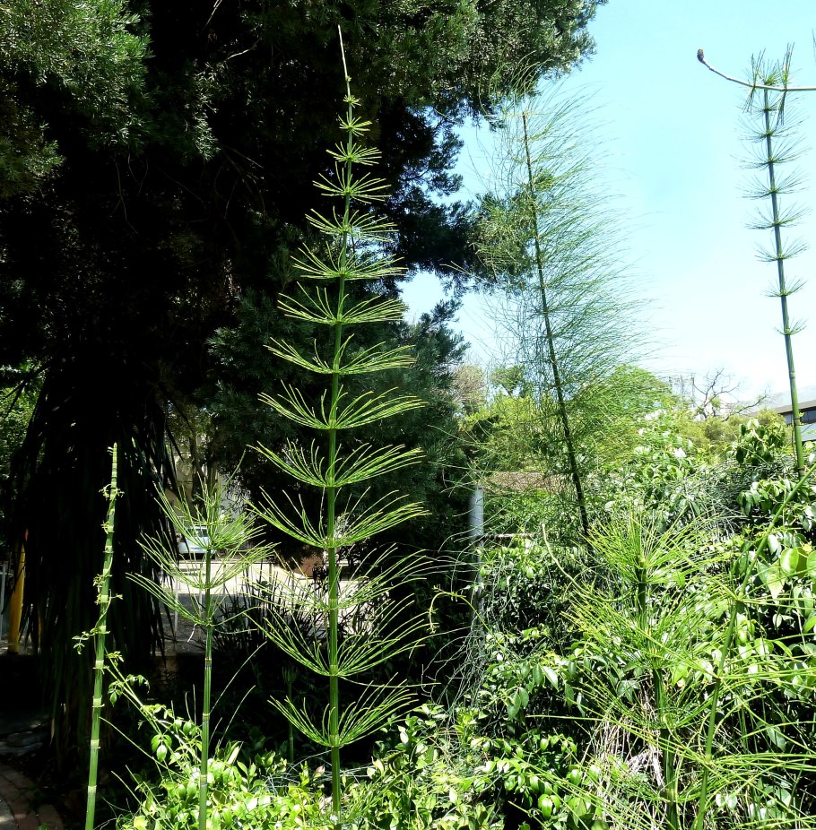 Хвощ гигантский Equisetum giganteum
