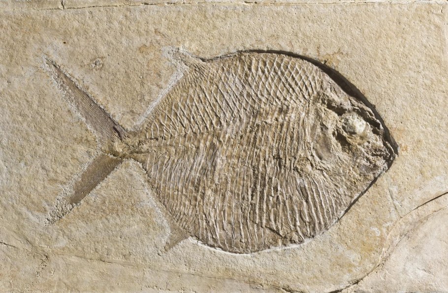 Leaf Protodammara Fossil