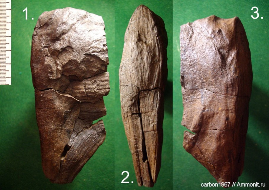 Annularia Fossil