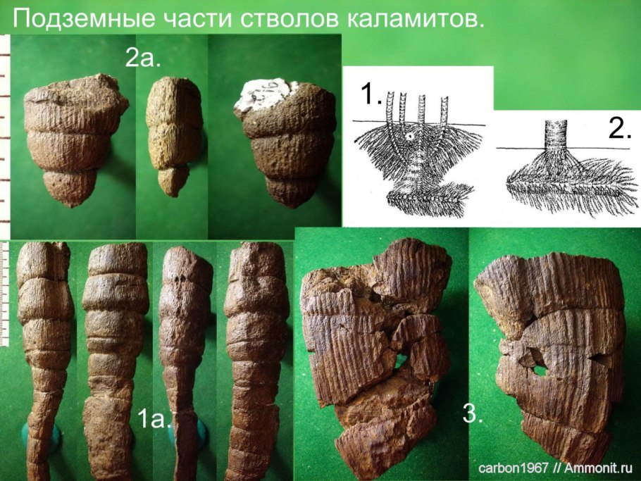 Каламиты Хвощевидные