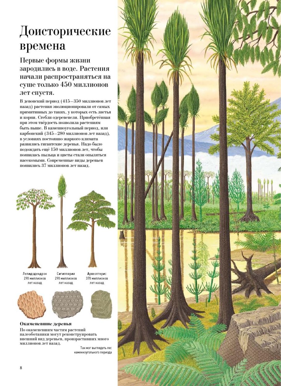Хвощ гигантский Equisetum giganteum