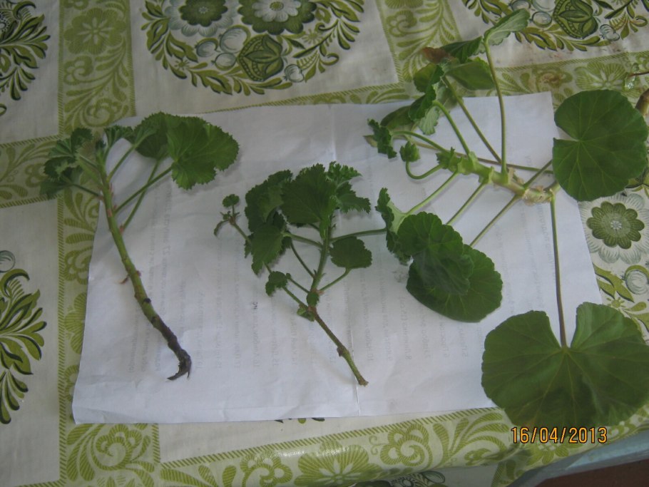 Герань Pelargonium graveolens