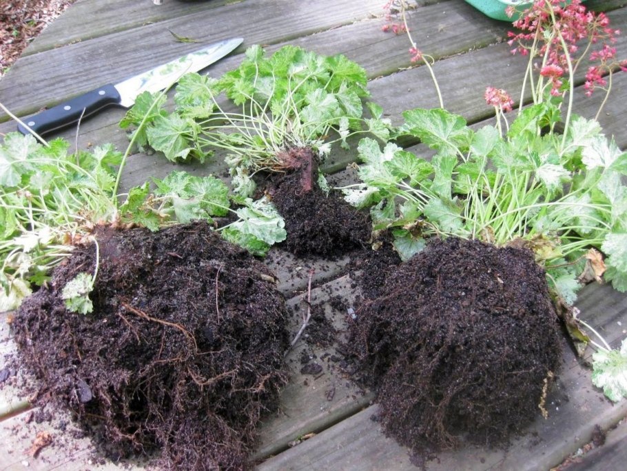 Герань крупнокорневищная (Geranium macrorrhizum `Spessart`)