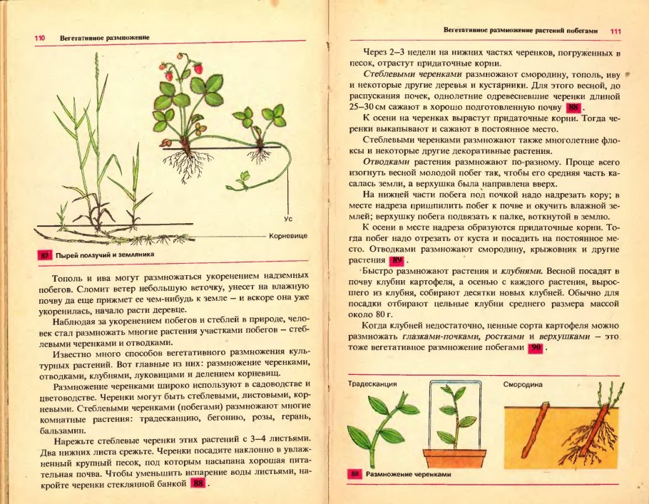 Пеларгония листьями черенков