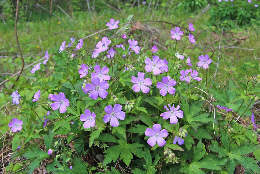 Герань Лесная (Geranium sylvaticum)