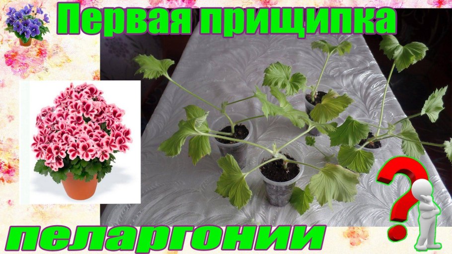 Паспорт комнатных растений пеларгония