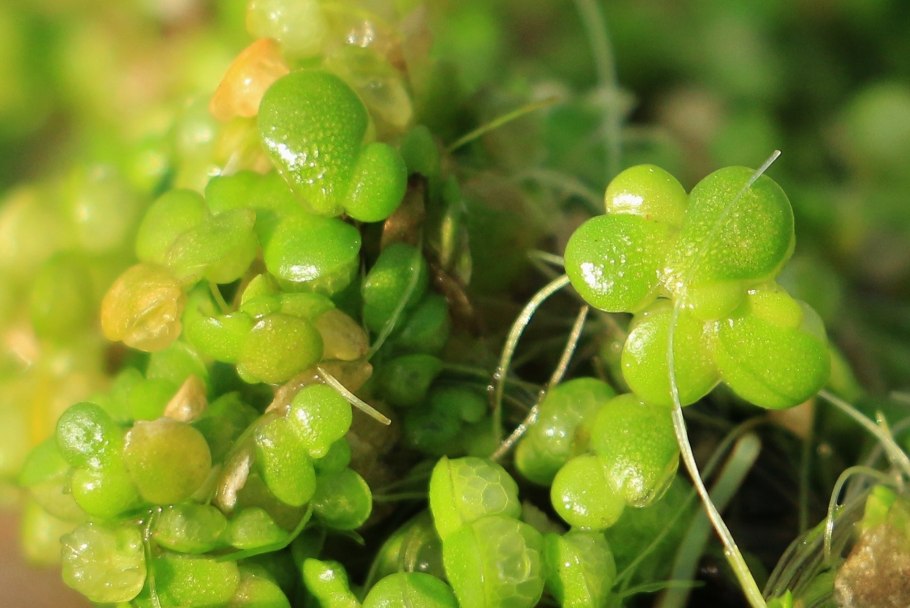 Вольфия шаровидная растение