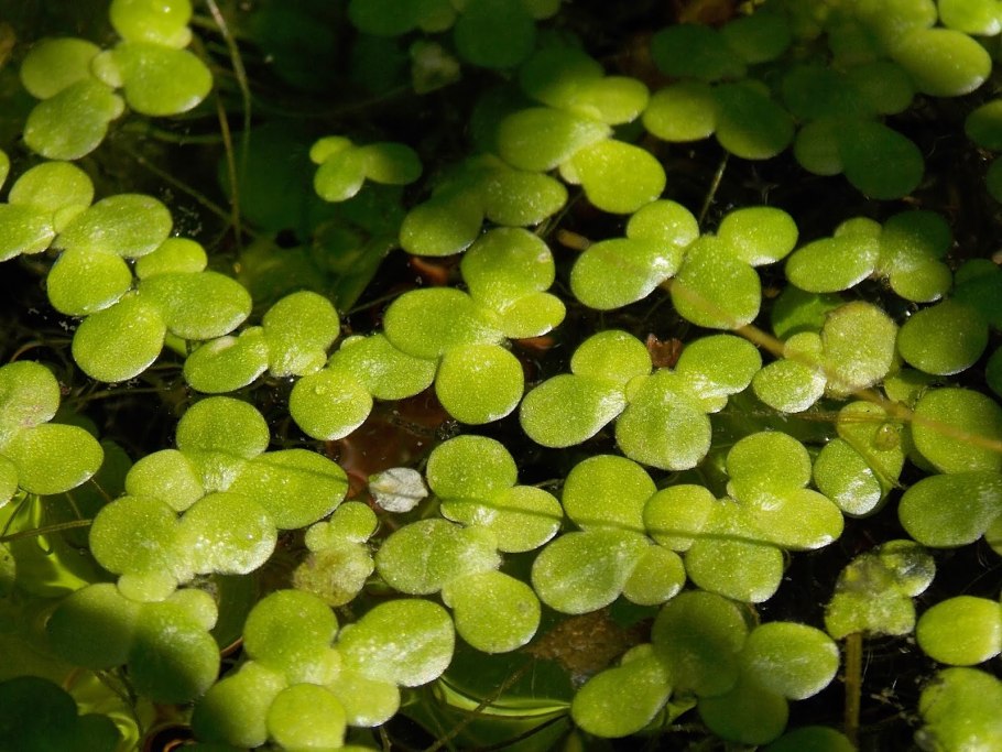 Lemna Minor Ряска