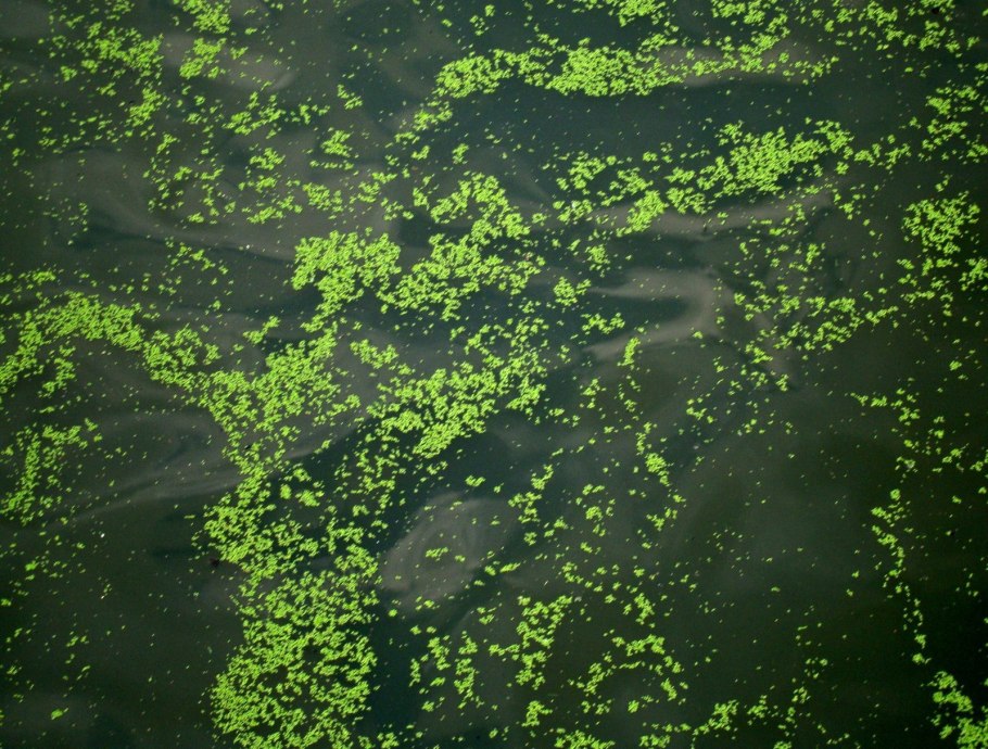 Кубышка рогоз стрелолист