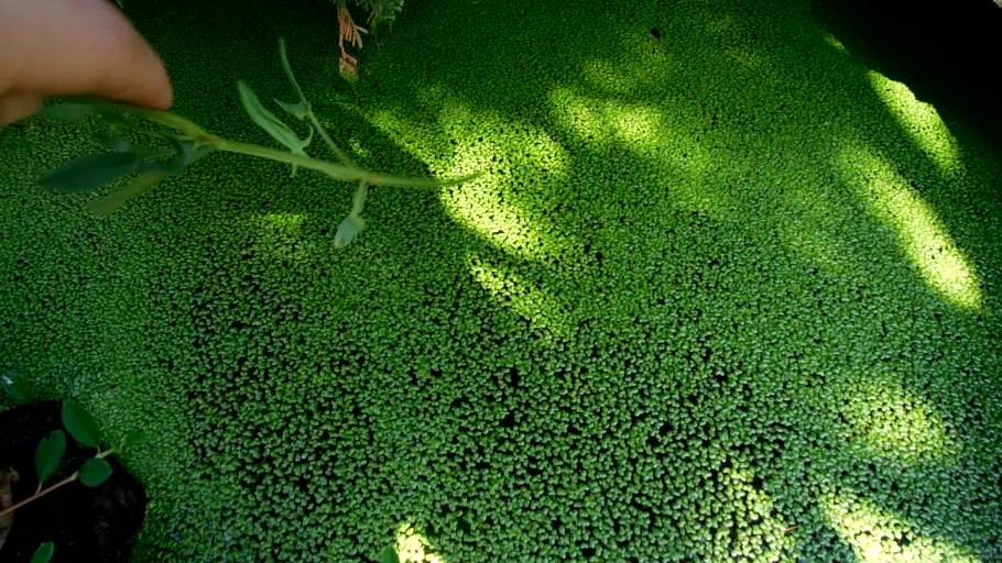 Зеленая Болотная Тина