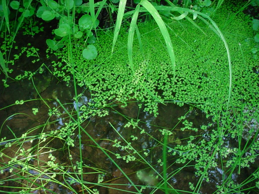 Многокоренник обыкновенный