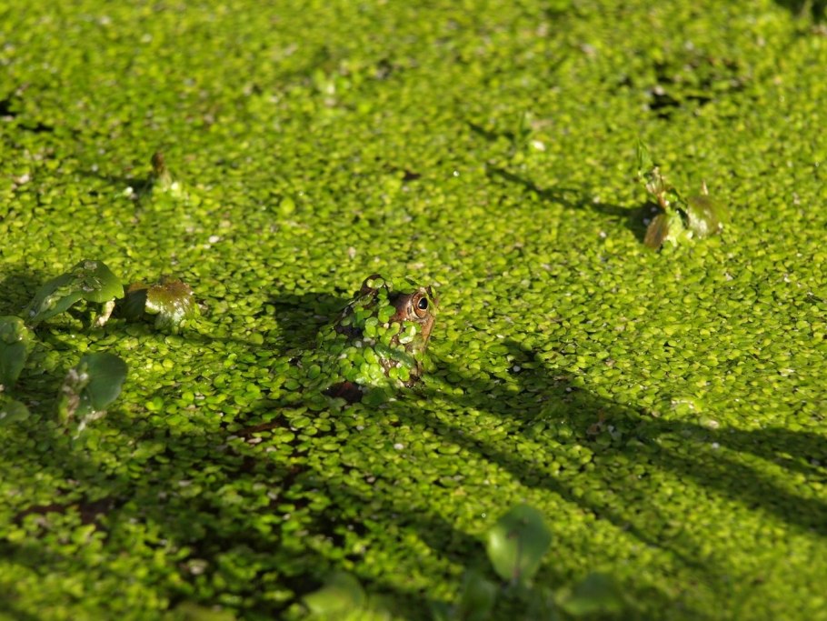 Болото Тина трясина