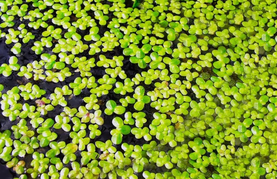 Вольфия бескорневая цветок