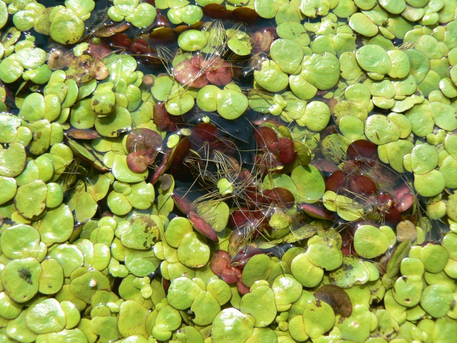 Болото вид сверху