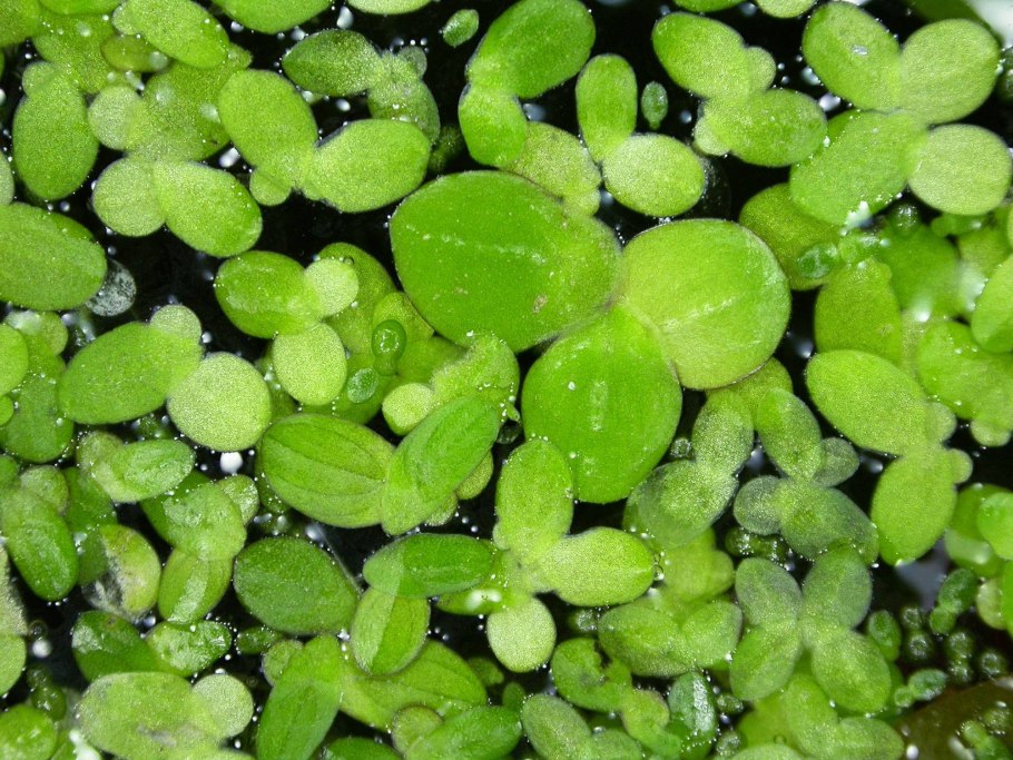 Small Duckweed