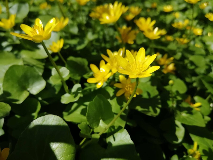 Кувшинка, кубышка, Ряска