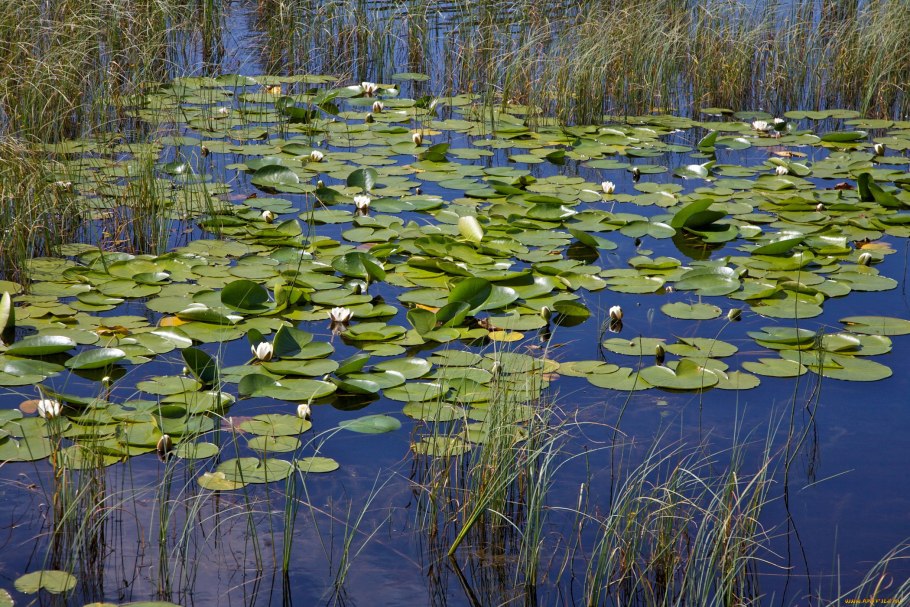 Ряска на реке