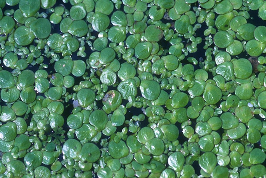 Река Кривуша кувшинки