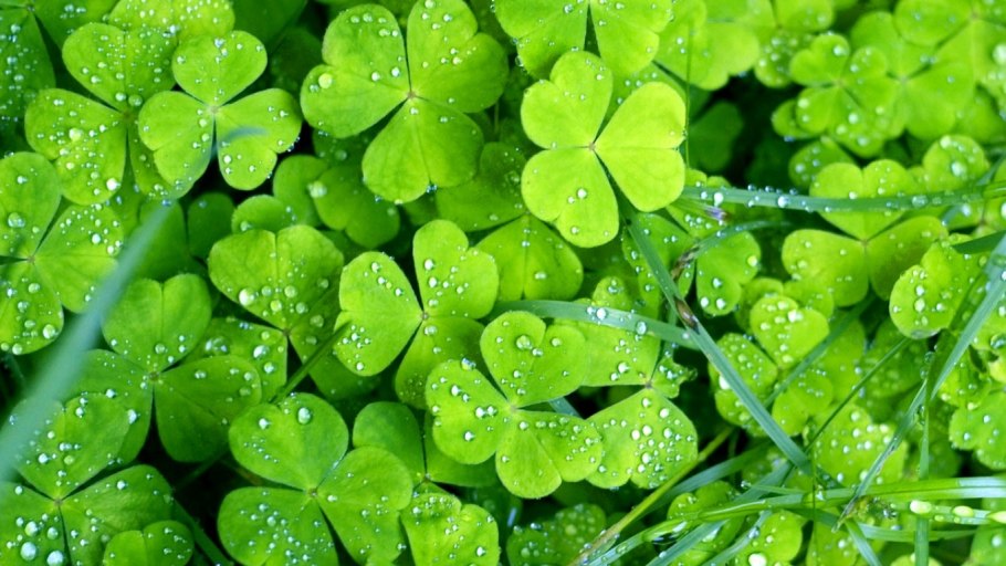 Цветок ряски Вольфия