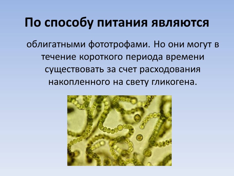 Диатомовые синезеленые водоросли