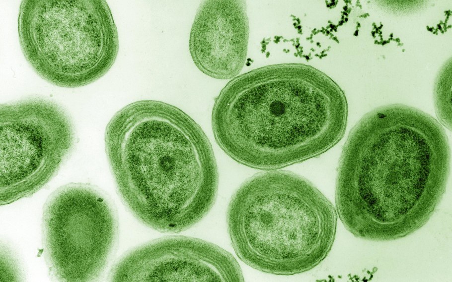 Клетка цианобактерии Synechocystis
