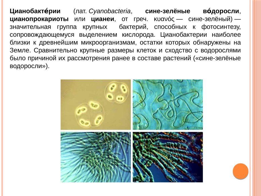 Цианеи сине зеленые водоросли