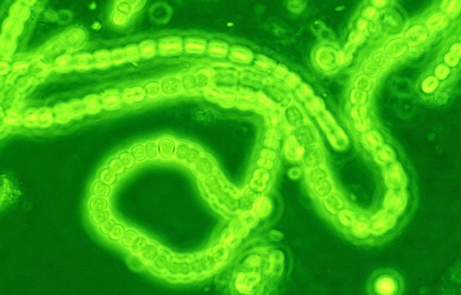 Arthrospira platensis