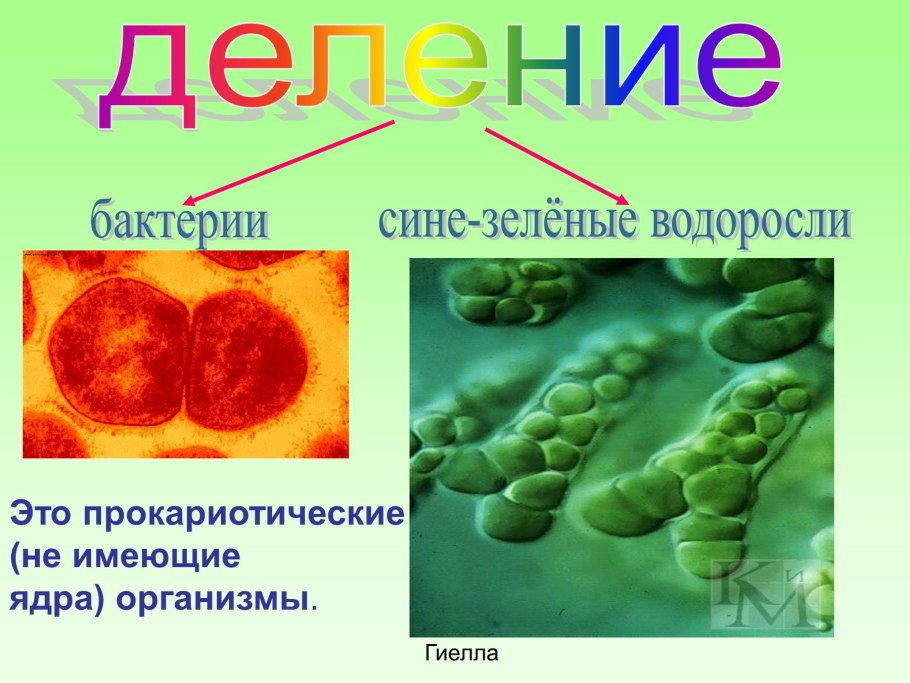 Нитчатые серобактерии