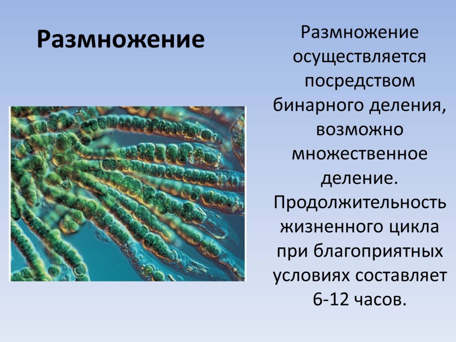 Синезеленые цианобактерии