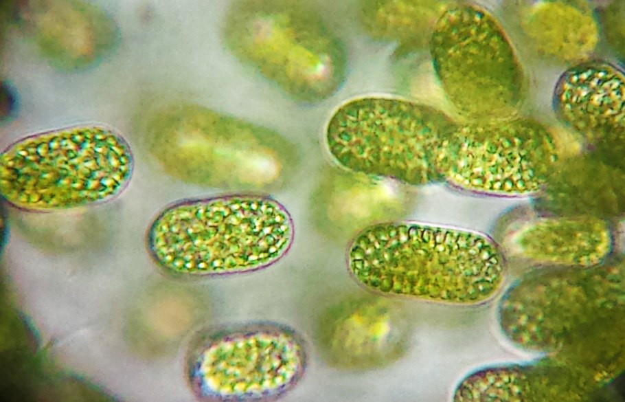 Цианобактерии Prochlorococcus