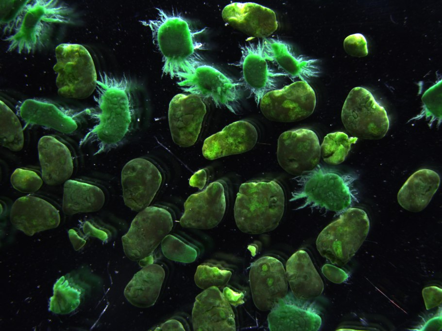 Cyanophyta водоросли