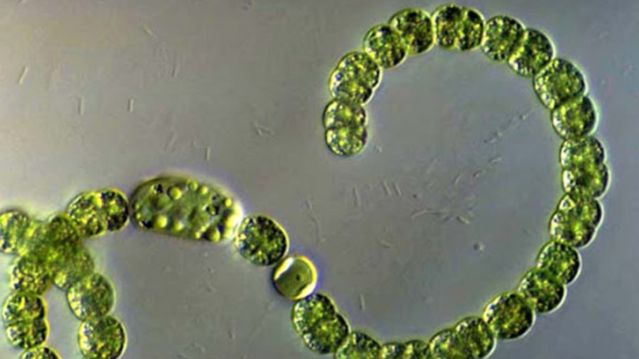 Spirulina микроскоп
