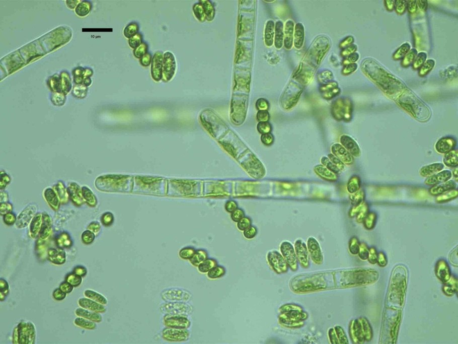 Prochlorococcus Marinus
