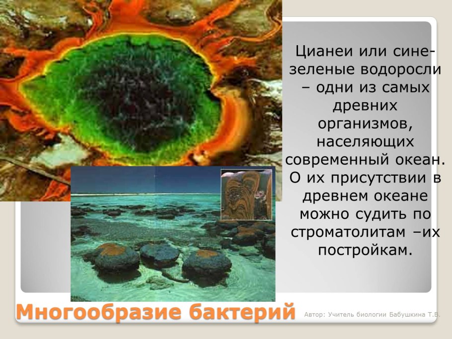 Синезеленые цианобактерии