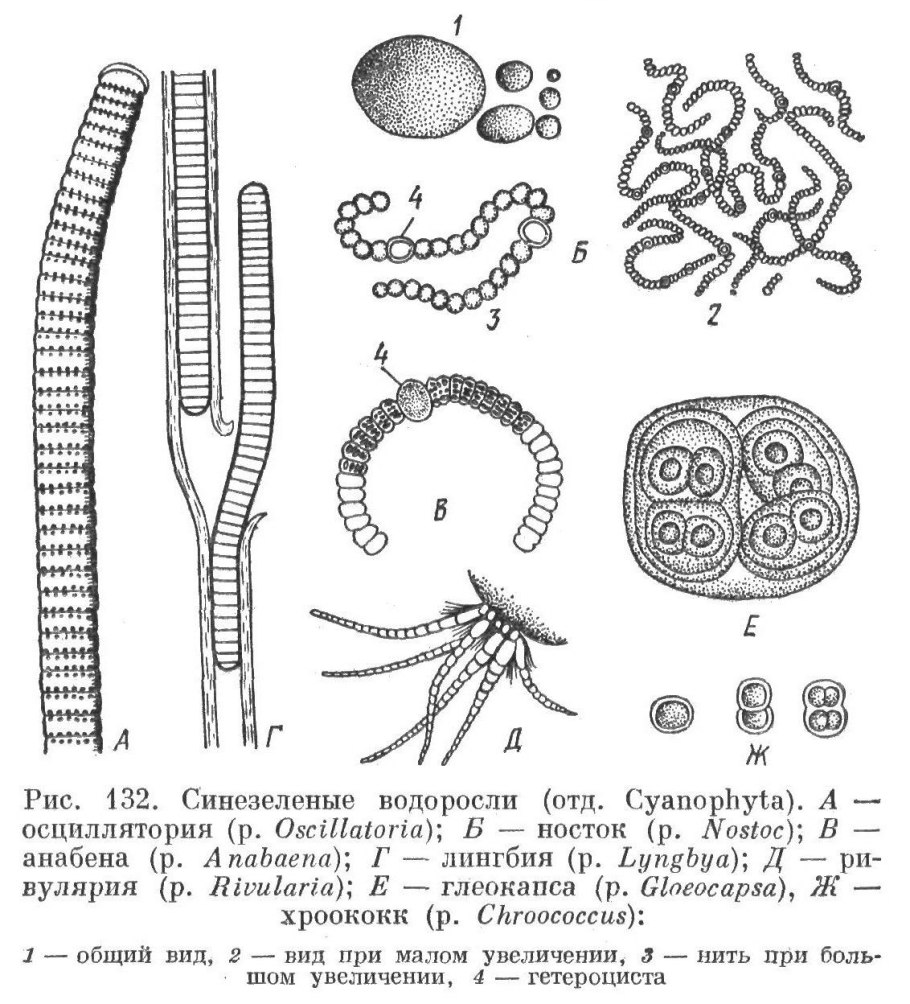 Прокариотические водоросли