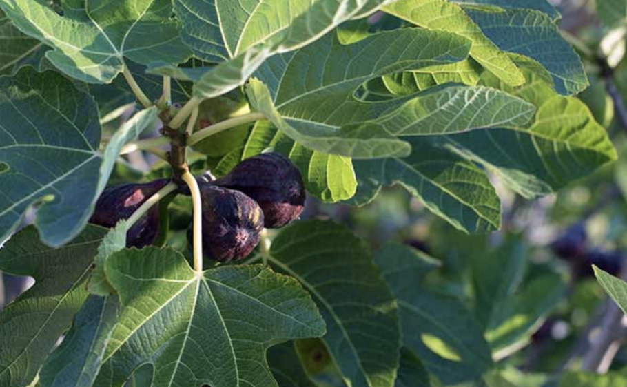 Инжир (Ficus carica)