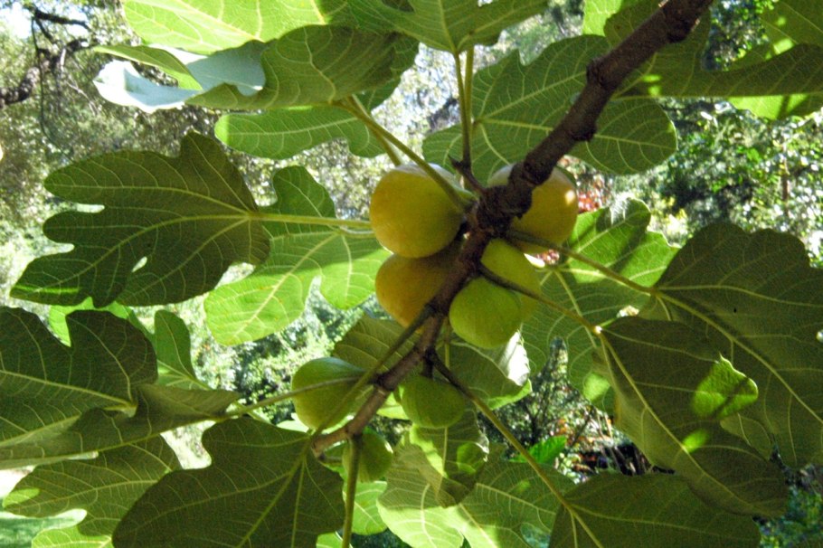 Инжир дерево картинки