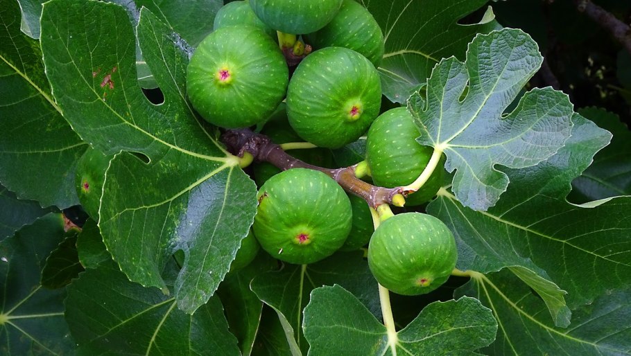 Финиковый Неаполитанский инжир