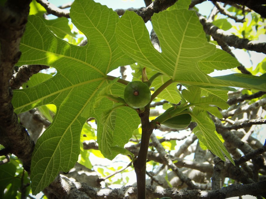 Инжир (Ficus carica)