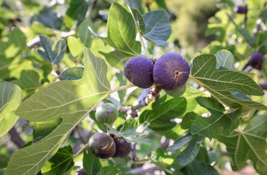 Сиконии у инжира