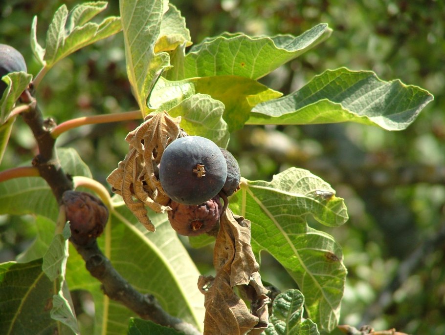 Кипрский инжир дерево